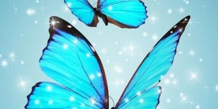 1080x1920 iPhone Wallpaper | Butterfly, Blue, Insect, Turquoise, Aqua, Moths