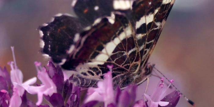 1080x1920 Purple flowers, butterfly 1080x1920 iPhone 8/7/6/6S Plus wallpaper