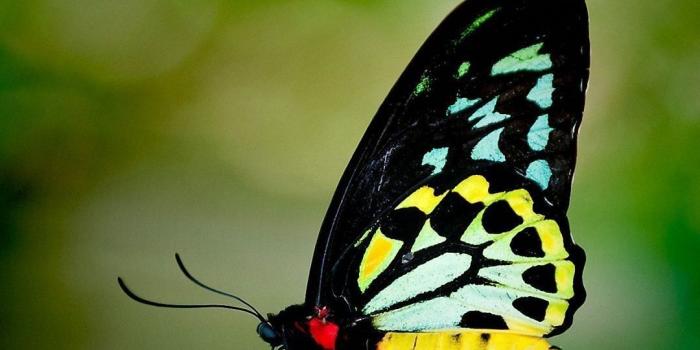 1080x1920 Butterfly iPhone Wallpapers (52 pictures) - WallpaperBoat