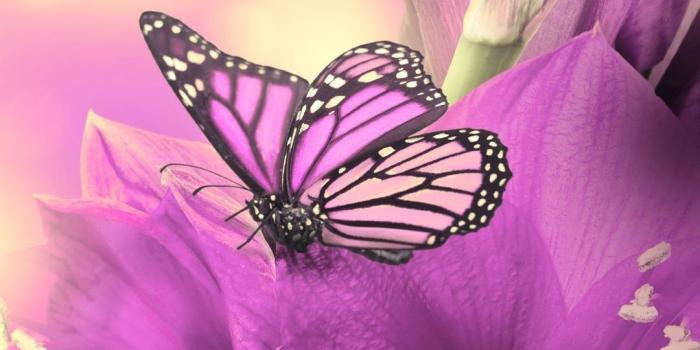 1080x1920 Purple Butterfly iPhone Wallpaper HD | 2020 Cute Wallpapers