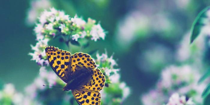 736x1308 Butterfly Iphone Wallpaper , (58+) Pictures