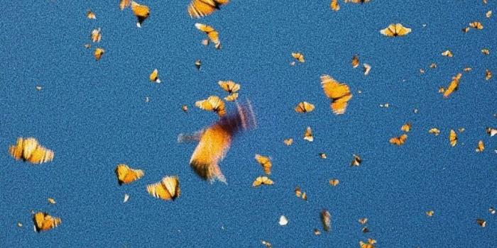 1080x1623 ✅[40+] Aesthetic Butterfly - Android, iPhone, Desktop HD