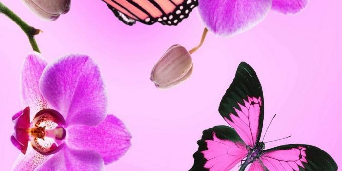 1080x1920 Pink Butterflies Wallpaper (69+ images)
