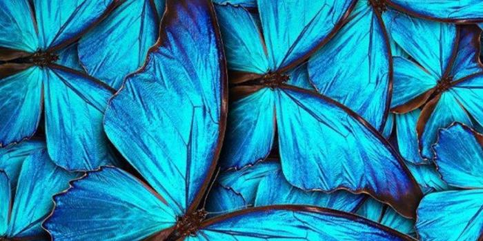 768x1024 Free download iPhone 8 Wallpaper Blue Butterfly 2019 3D iPhone