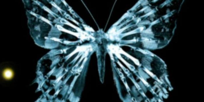 750x1333 Butterfly iPhone Wallpapers - Top Free Butterfly iPhone