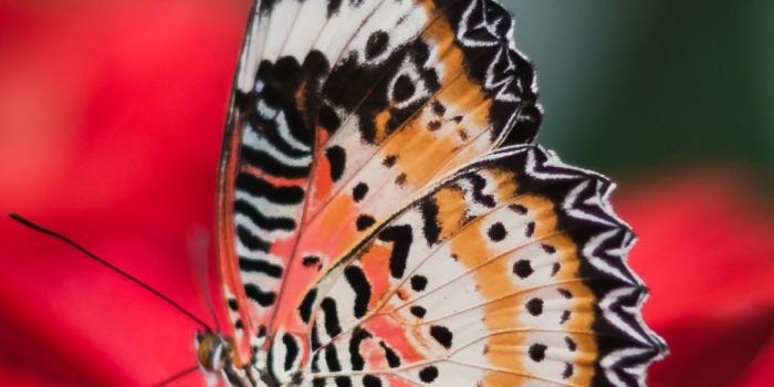 1080x1920 Butterfly iPhone Wallpaper - iDrop News