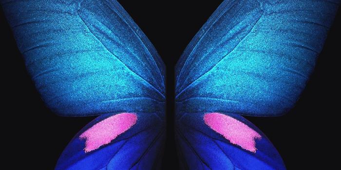 1440x2560 Samsung Galaxy Fold Blue Butterfly 4K Wallpapers | HD Wallpapers