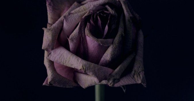 675x1200 Rose, flower, black background, bud wallpaper #iPhoneXSwallpaper