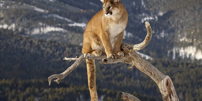 1680x1050 Mountain Lion Wallpapers - Top Free Mountain Lion Backgrounds