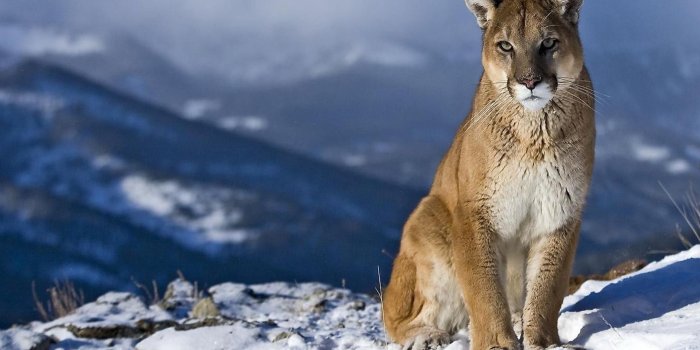 2560x1600 Mountain Lion Wallpapers - Top Free Mountain Lion Backgrounds