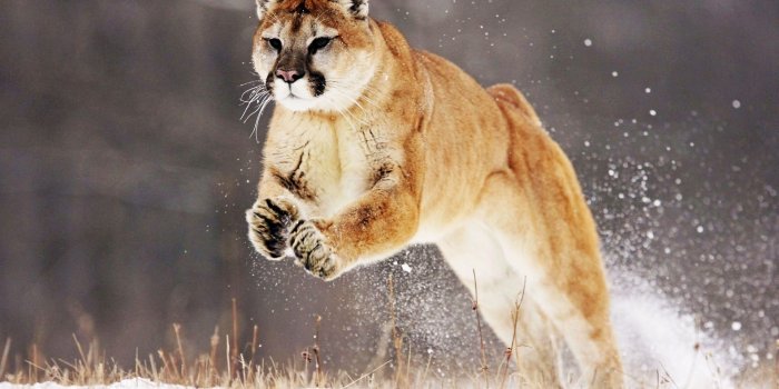 1920x1200 45+] Mountain Lion Wallpaper HD on WallpaperSafari
