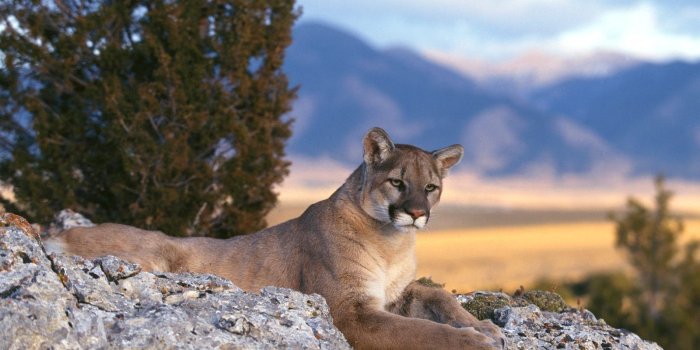 1600x1200 Mountain Lion Wallpapers - Top Free Mountain Lion Backgrounds