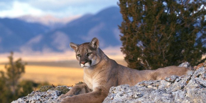 1600x1200 Mountain Lion wallpaper | 1600x1200 | #40714