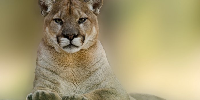 3840x2400 Download wallpaper 3840x2400 puma, cougar, mountain, lion 4k ultra