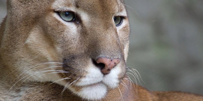 1332x850 Wallpaper mustache, look, face, Wallpaper, Puma, mountain lion