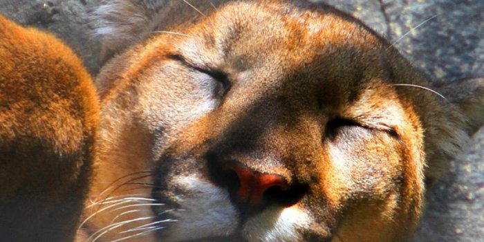 800x1280 Free download mountain lion wallpaper 857296 mountain lion