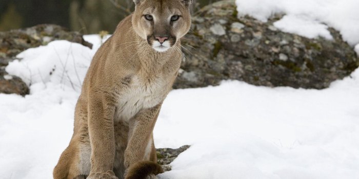 1600x1198 Wild Animal Essence – Mountain Lion | Big animals, Mountain lion