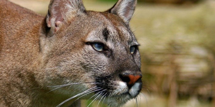 1600x900 Mountain Lion Wallpaper #6803326