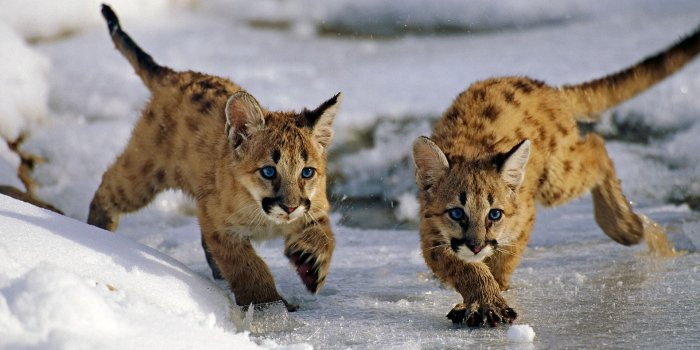 1920x1200 Wallpaper mountain lion, cub, caougar, puma, panther, catamount