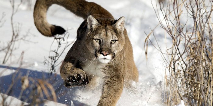 1920x1200 Mountain Lion Wallpaper - HD Wallpaper For Desktop Background