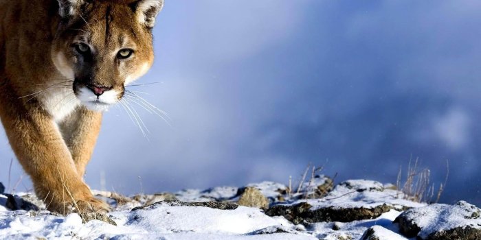 1920x1200 Mountain Lion Wallpapers - Top Free Mountain Lion Backgrounds