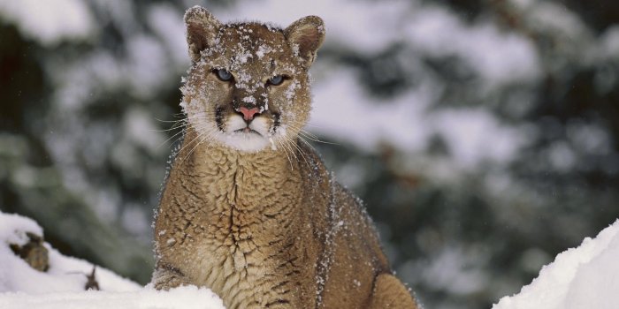 1920x1080 Mountain Lion Wallpapers | Animals Wallpapers Gallery - PC