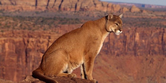 1024x1024 Mountain Lion Wallpaper #6877459