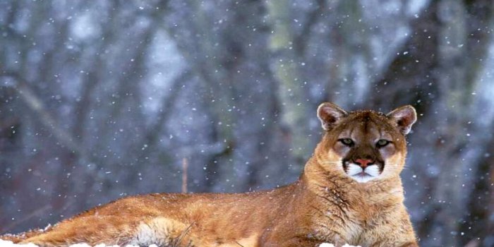 1280x800 Mountain Lion Wallpapers