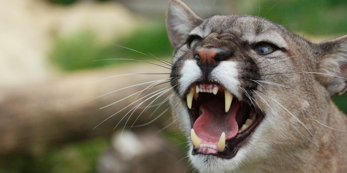 1920x1080 Awesome Mountain Lion Wallpaper 47120 1920x1080px