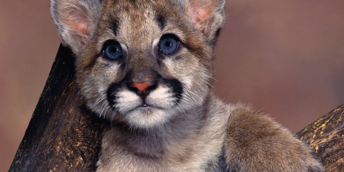 1600x1200 Baby Mountain Lion | Download Baby Lions wallpaper, 'baby mountain