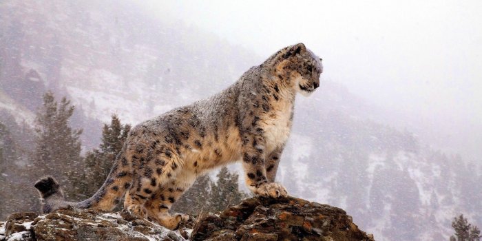 2560x1600 Mountain lion on brown rock at daytime HD wallpaper | Wallpaper Flare