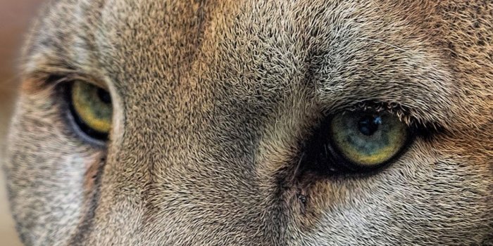 1125x2436 Mountain lion, puma, face, eyes, wildlife 1125x2436 iPhone 11 Pro
