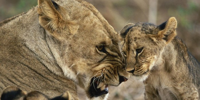 1920x1080 Wallpapers Of The Day: Mountain Lion | 1920x1080 Mountain Lion