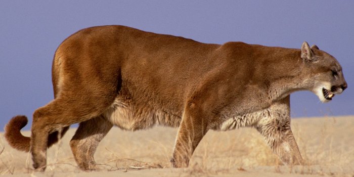 1600x1200 Mountain Lion Wallpaper 2479 1600x1200px