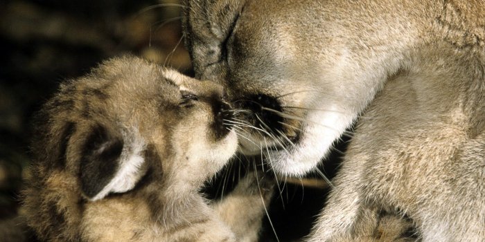 1920x1200 Mountain Lion Wallpaper