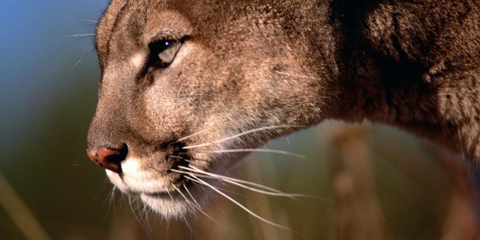 1920x1200 Mountain Lion wallpaper | 1920x1200 | #40711