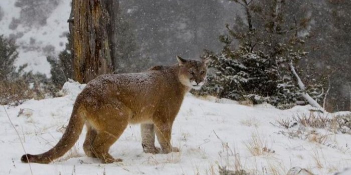 1024x768 Free download Mountain Lion Background Desktop Wallpapers HD