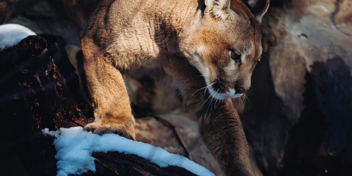 1920x1200 Wallpaper Mountain lion, wild cat, snow 1920x1200 HD Picture, Image