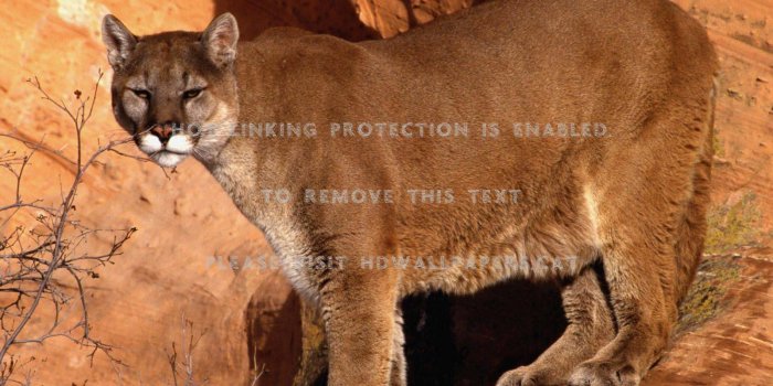 1600x1200 mountain lion cat cougar animals
