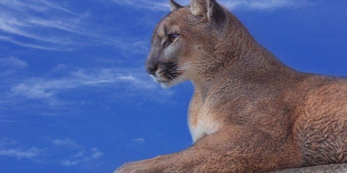 1332x850 Wallpaper the sky, portrait, profile, Puma, wild cat, mountain