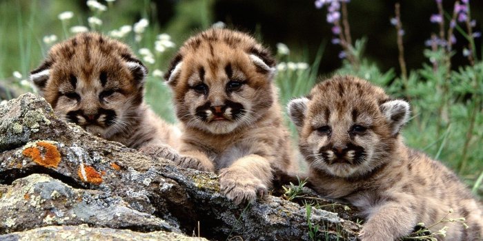 2100x1575 Cute Mountain Lion Cubs Wallpaper - Free Cute Downloads