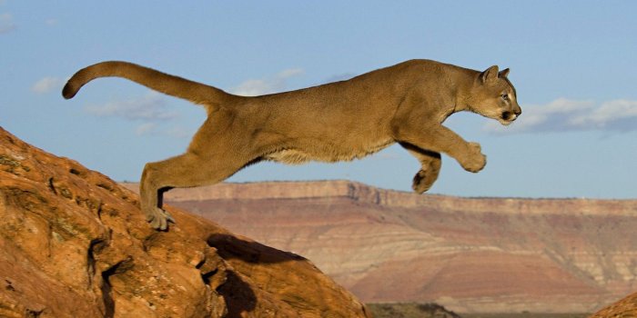 1680x1050 Mountain Lion Cougar Jump HD wallpaper | animals | Wallpaper Better