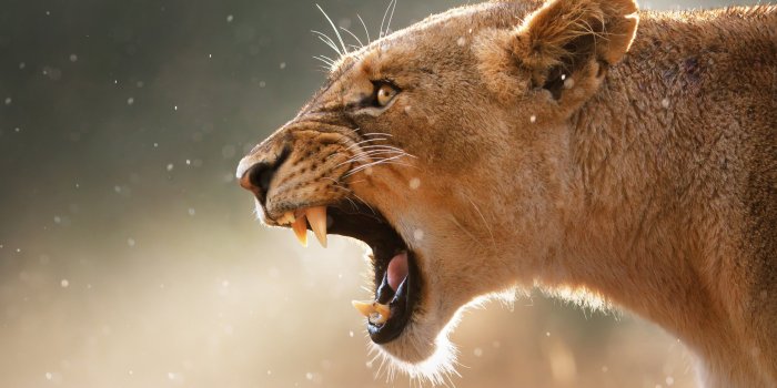 2560x1600 animals, mother, puma, fangs, lions, cougar, mountain lion