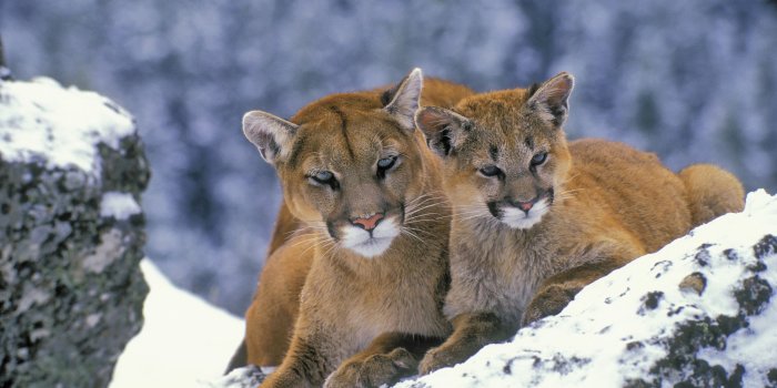 2559x1328 Mountain Lion Wallpaper