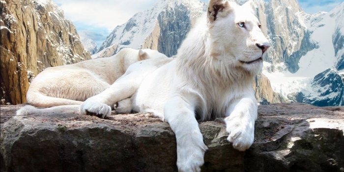 1366x768 White lion, animals, lion, snow, mountains HD wallpaper