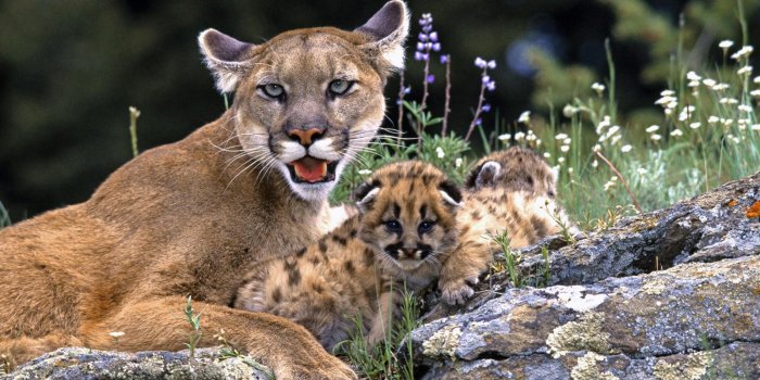 1600x900 Best 39+ Mountain Lion Default Wallpaper on HipWallpaper | Samsung