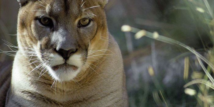 1024x768 Mountain Lion Resting - National Geographic Wallpaper (9041972