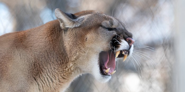 3840x2160 Wallpaper Cougar, Grin, Roar, Predator, Fangs, Wildlife - Mountain