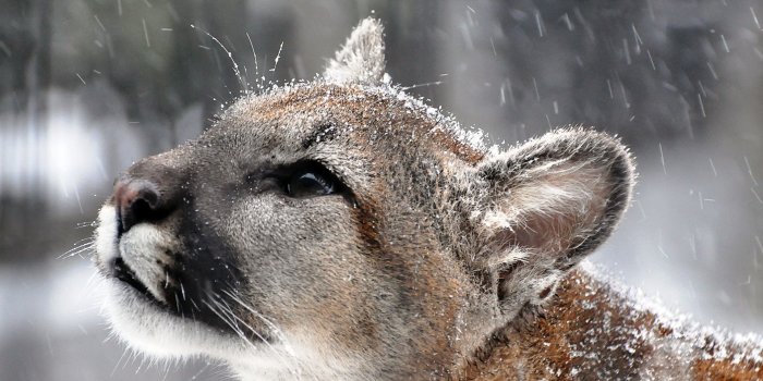 1920x1200 Puma cougar mountain lion snow muzzle whiskers eyes profile