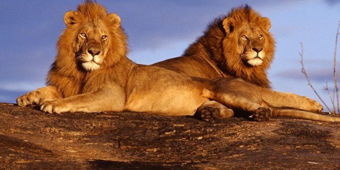 1600x900 Lion Wallpaper, Mountain Lion Wallpapers Hemslojdsgoten Desktop